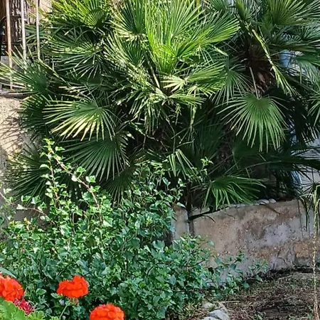 Oasis Daire *